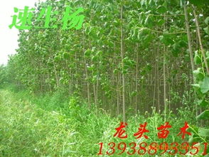 速生杨,杨树,绿化苗木,乔木,花灌木,灌木供应商 速生杨,杨树,绿化苗木,乔木,花灌木,灌木供应商 孟津县龙头苗木种植专业合作社尽在农苗网