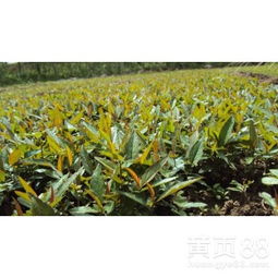 【苗木种植、春季小水苗、甜茶小水苗、木瓜小水苗】-