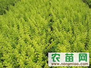 20万小叶女贞指导价 20万小叶女贞行情 华阴市雅景苗木种植专业合作社