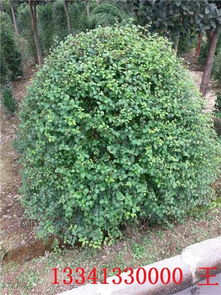 小叶女贞球 浏阳市悦腾苗木种植专业合作社