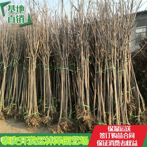 大秋甜脆柿子苗种植管理 大秋甜脆柿子树苗种植管理