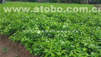 不限,价格,厂家,供应商,其他水果及制品,简阳海源苗木种植专业合作社 热卖促销