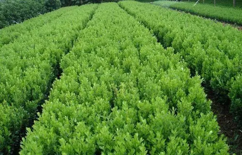 青州绿化苗木价格分析 从种植基地到市场的价值链条