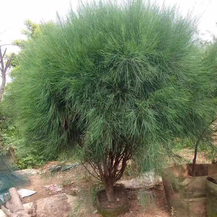 千头木麻黄袋苗供应 防风护坡的理想选择