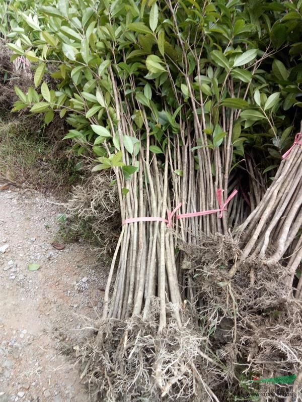 咸宁万桂桂花苗木种植专业合作社