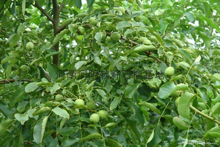 核桃树苗 (中国 河南省 生产商) - 花卉种子,种苗 - 园艺 产品 「自助