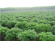 产品报价,江苏镇江句容可人草坪苗木种植园_草坪,苗木_花木商情网