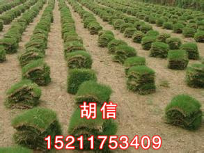 郴州草皮种植基地@郴州草皮价格 -郴州马尼拉草皮,郴州马尼拉草皮种植基地,郴州苗木种植基地-产品频道-金泉网