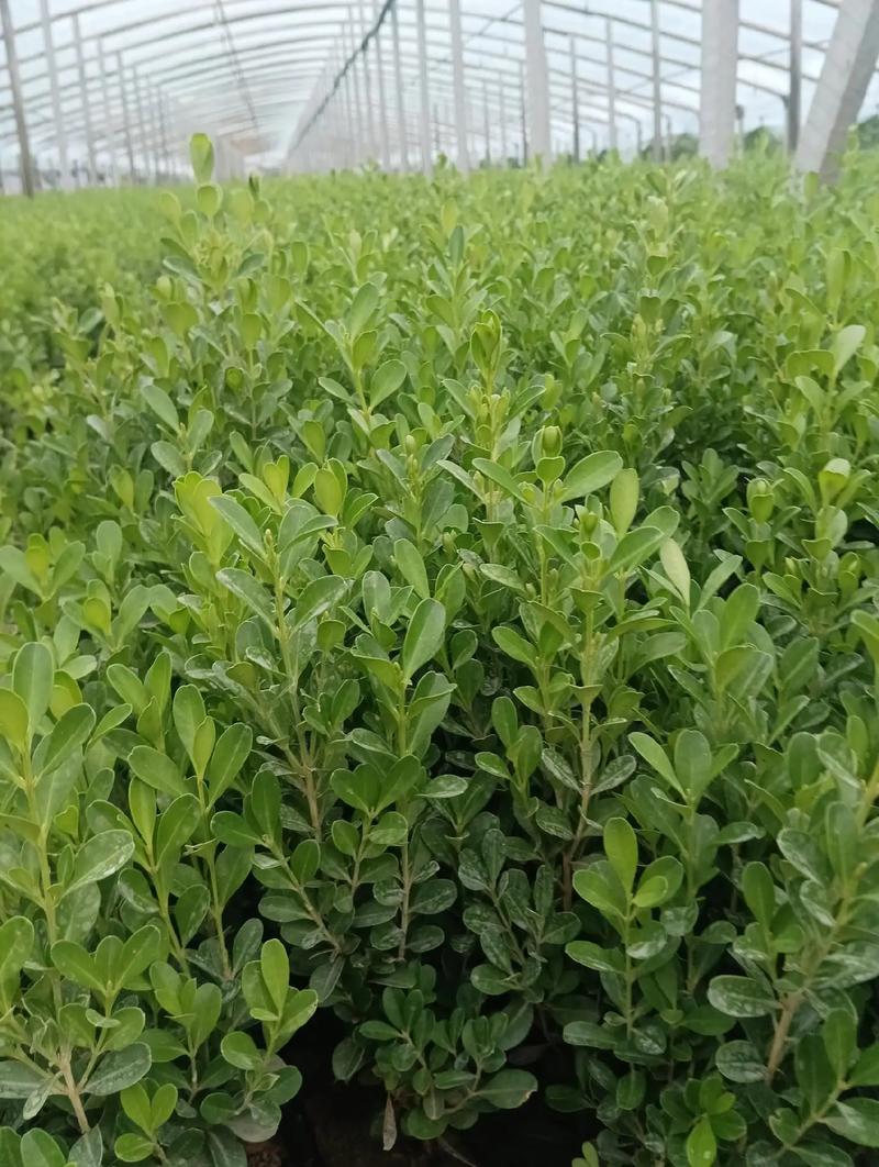 诚实守信,量大从优.#苗木种植基地 #诚 - 抖音