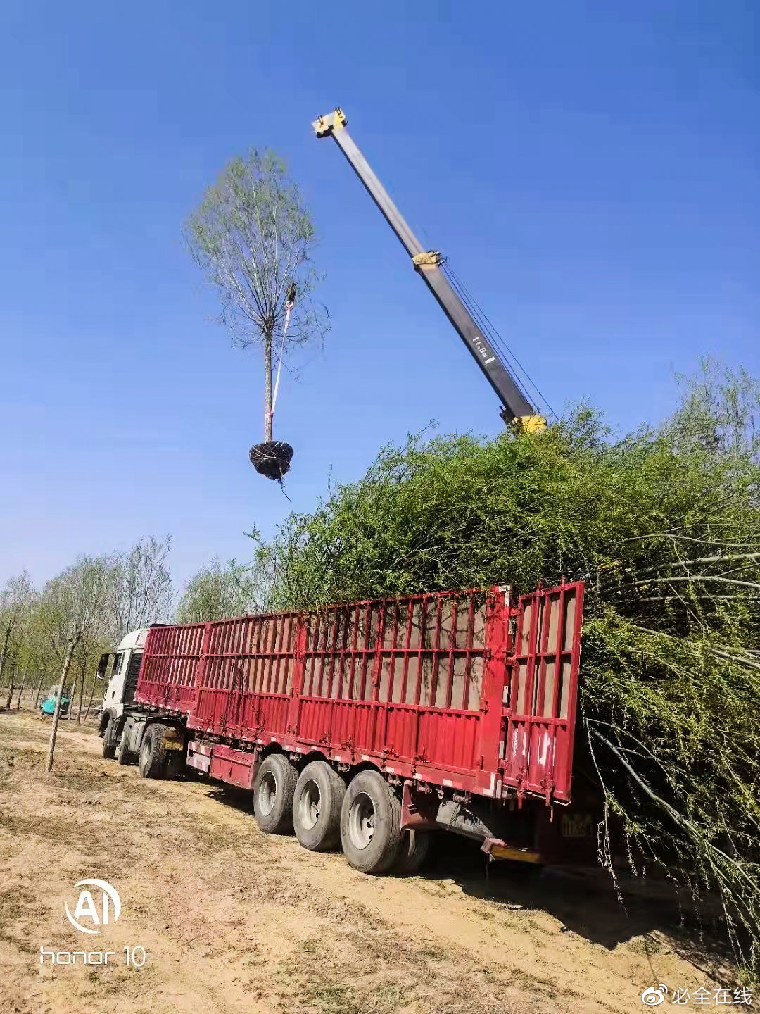 济南泉成苗木种植中心@中国时创/柳树行道树/柳树之乡/济南柳树价格