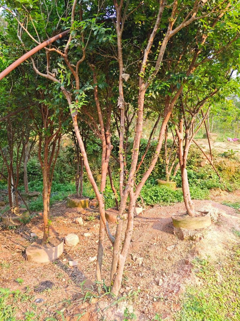 嘉宝果,树葡萄#苗木种植基地 #园林绿化工程苗木人 #绿化树 - 抖音