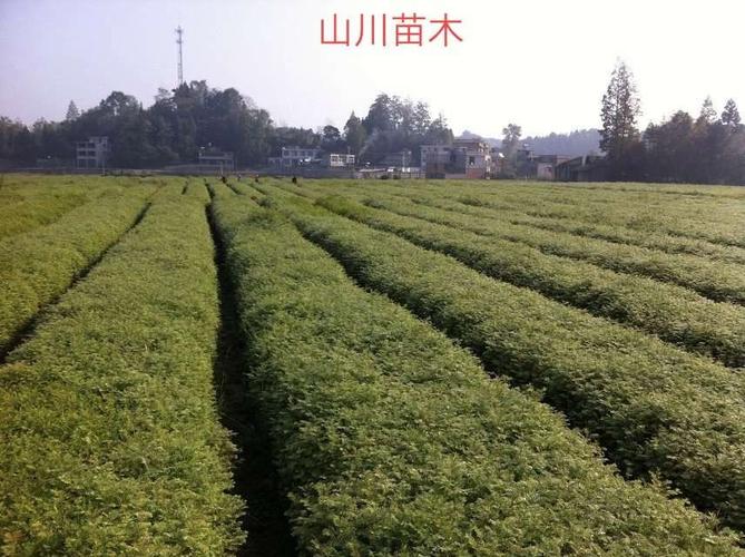 利川市山川苗木种植专业合作社 青山沃土育苗木，合作共赢谱新篇
