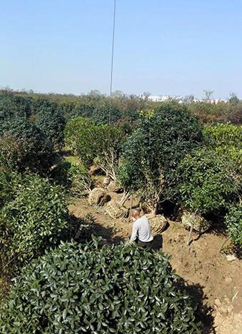 榉树朴树香樟丛生香樟——句容市宏润苗木种植园打造专业苗木工程供应链