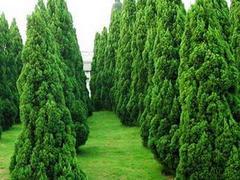 想要无病虫害的绿化苗木就来聚宝花卉苗木_种植绿化苗木图片|想要无病虫害的绿化苗木就来聚宝花卉苗木_种植绿化苗木产品图片由青州市聚宝花卉苗木专业合作社公司生产提供-