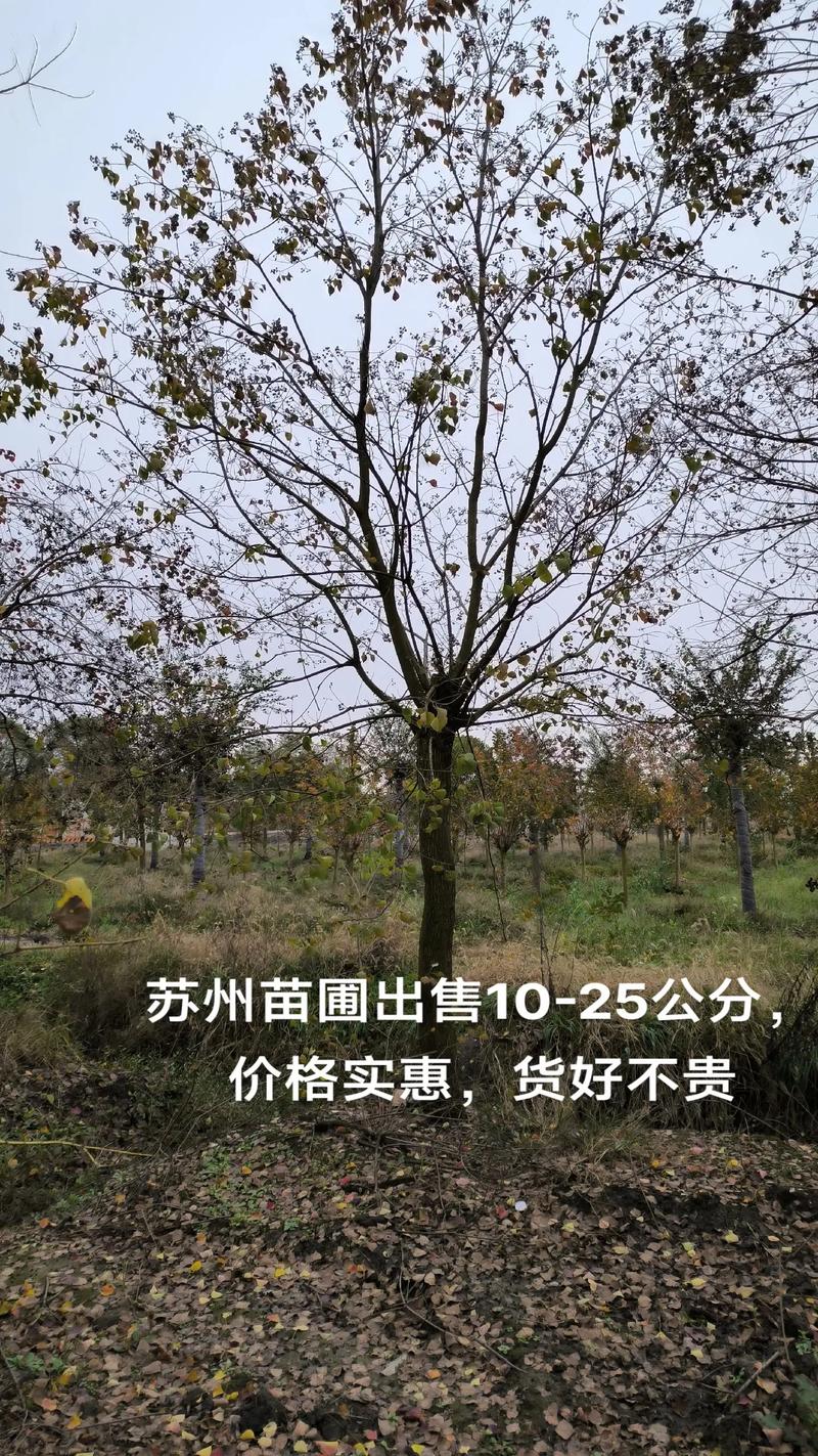 苗木种植基地 #诚信苗木人 #园林绿化 #优质种苗 #苗圃 - 抖音