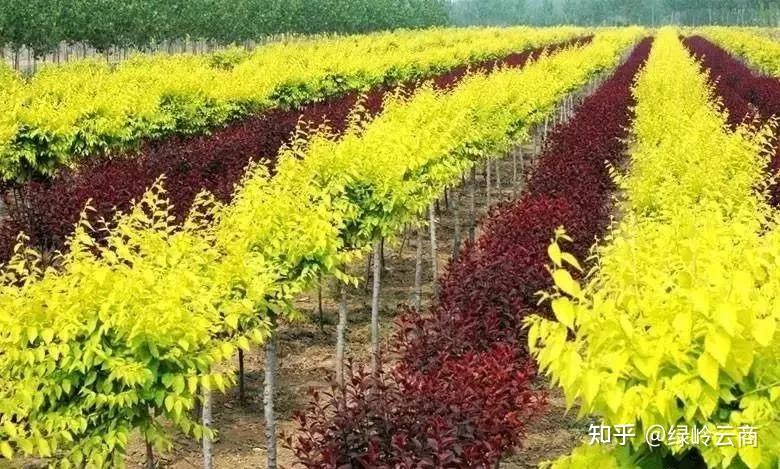 秋天到!苗木栽植和养护要点