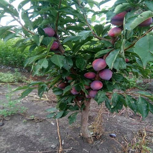 当前位置:gt;沭阳县玖阳苗木场>嫁接蜂糖李子树苗特大早熟