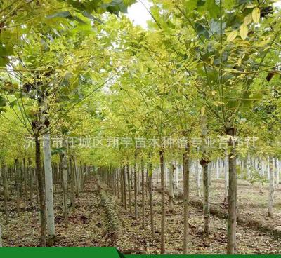 直销速生国槐5公分花卉树苗 小苗种植技巧与市场优势