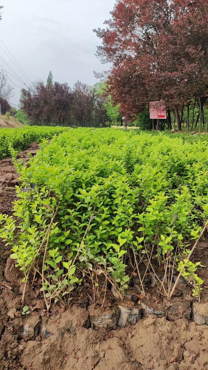 苗木种植基地 #记录我的种植生活 营养钵金叶女贞15万棵